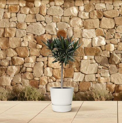 Nerium Oleander op stam met roze bloem - 90cm - Ø22
