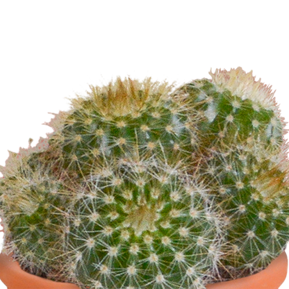Cactus en vetplanten mix 5.5 cm | 15 stuks - in Mexicaanse pot