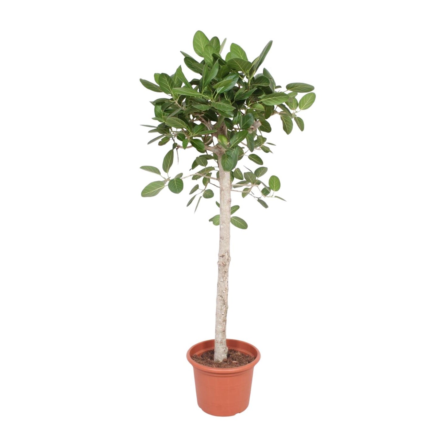 Ficus Benghalensis boom - 190 cm - ø40
