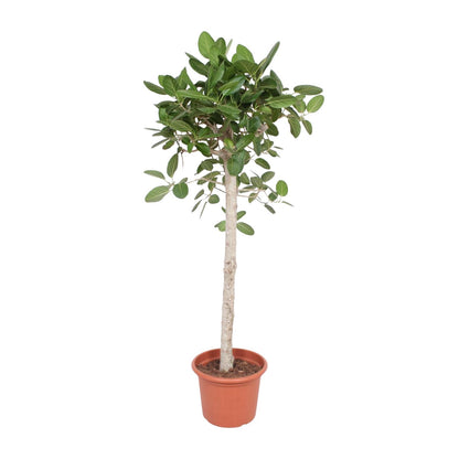 Ficus Benghalensis boom - 190 cm - ø40