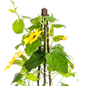 Thunbergia alata Sunny Susy Yellow Ø13 cm - ↕60 cm