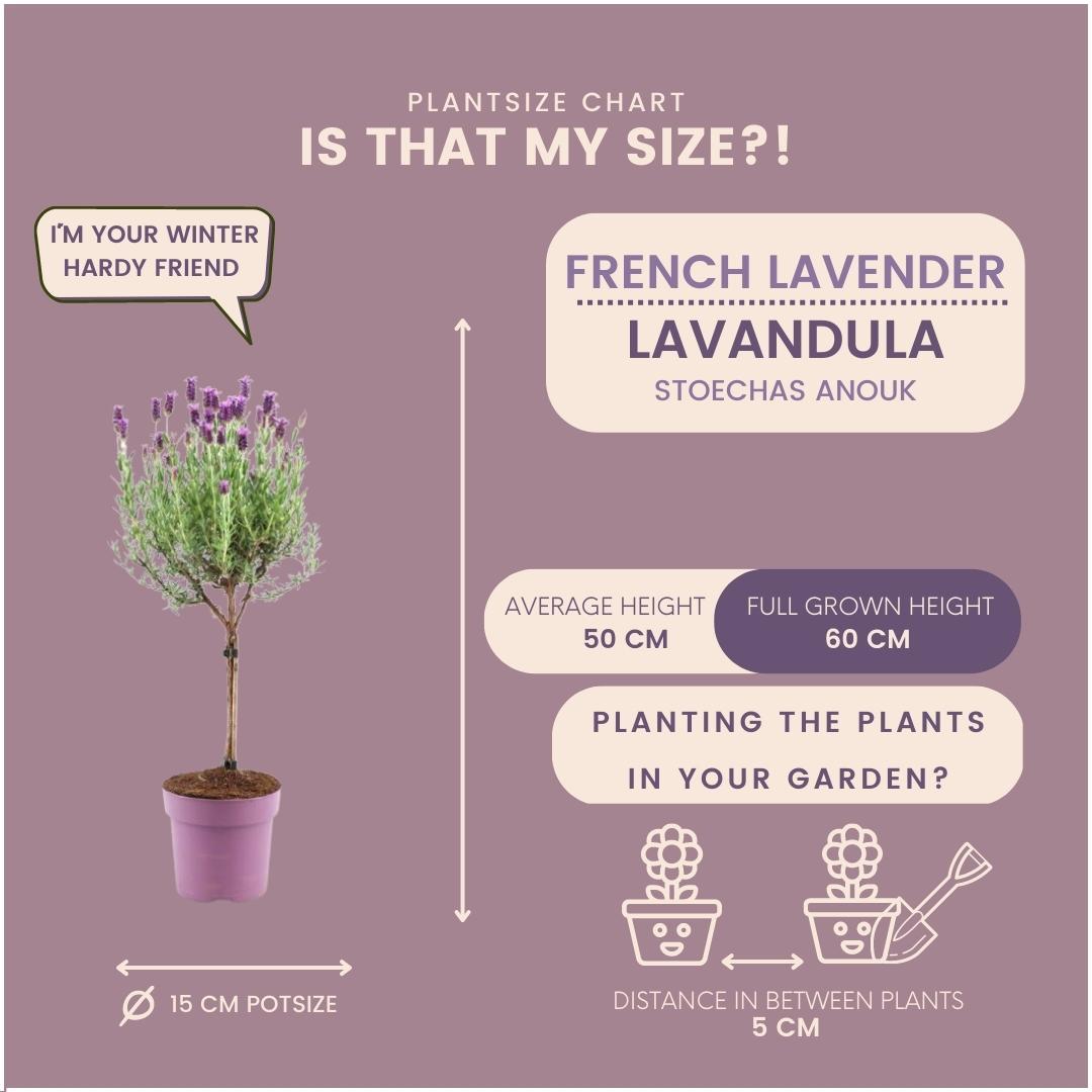 Plants by Frank - Lavandula stoechas Anouk® op stam - 15 cm pot - set van 2 Franse Lavendels op stam