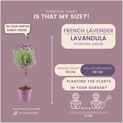 Plants by Frank - Lavandula stoechas Anouk® op stam - 15 cm pot - set van 2 Franse Lavendels op stam