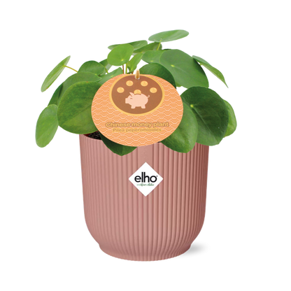 Pilea Peperomioides 12cm in ELHO Vibes Fold 14cm roze