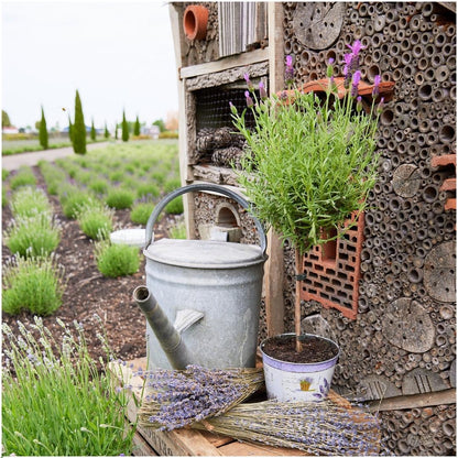 Plants by Frank - Lavandula stoechas Anouk® op stam - 15 cm pot - set van 2 Franse Lavendels op stam