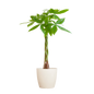 Pachira Aquatica met Viber wit - 80cm - Ø21