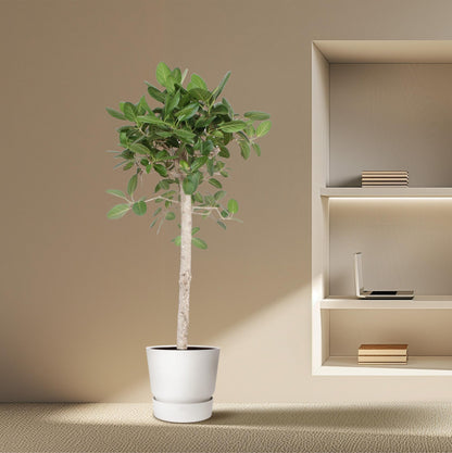 Ficus Benghalensis boom - 190 cm - ø40