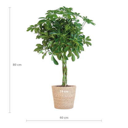 Schefflera Arab Nora met Mand Sofia naturel  - 70cm - Ø21