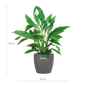 Spathiphyllum met Viber grijs - 80cm - Ø21
