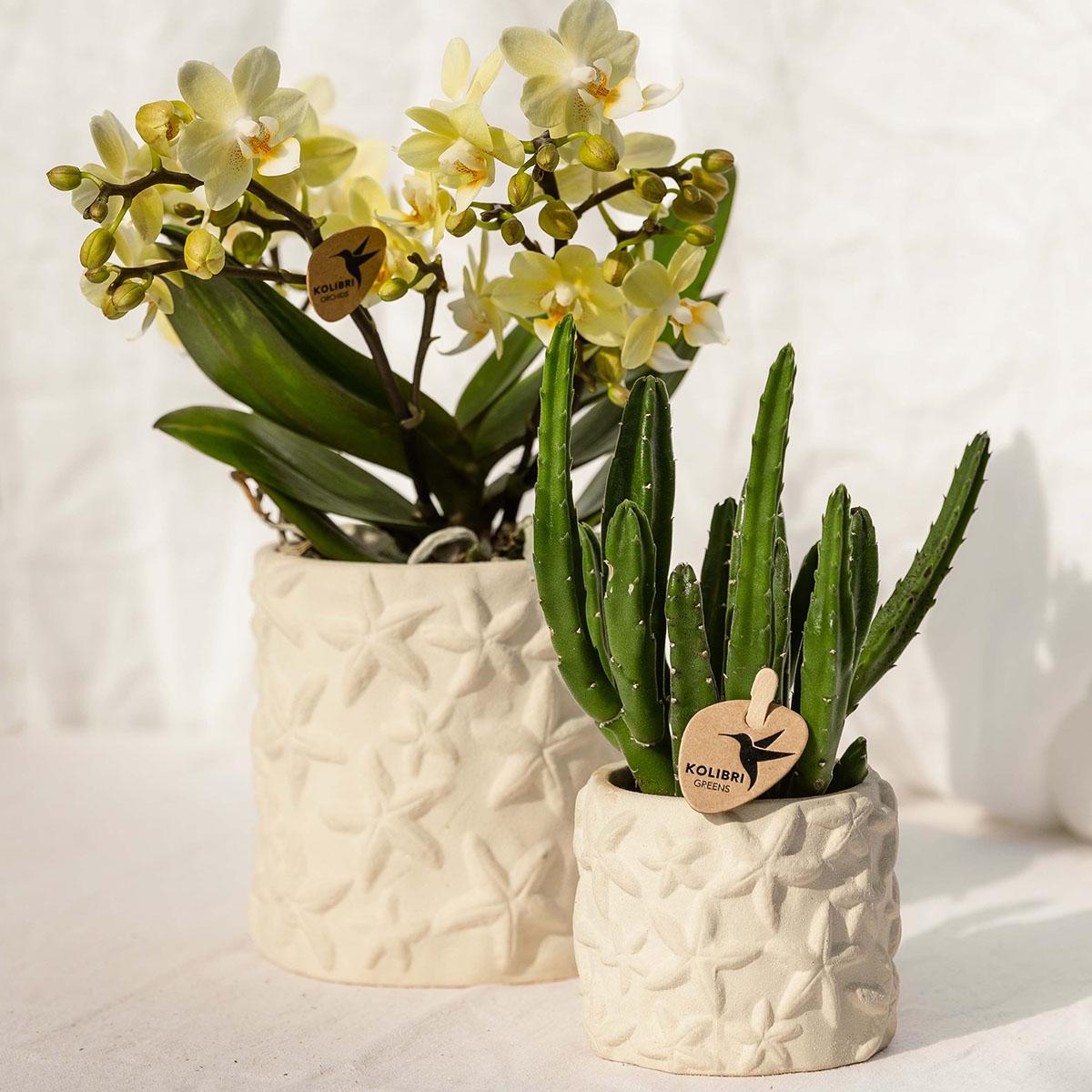Kolibri Home | Star Fish sierpot - Off White - Ø9cm