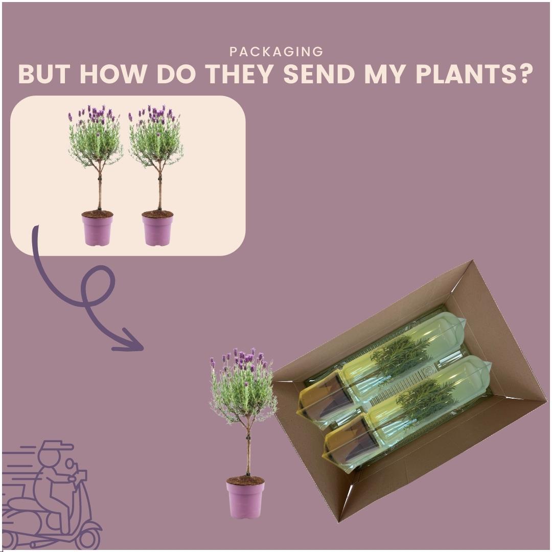 Plants by Frank - Lavandula stoechas Anouk® op stam - 15 cm pot - set van 2 Franse Lavendels op stam