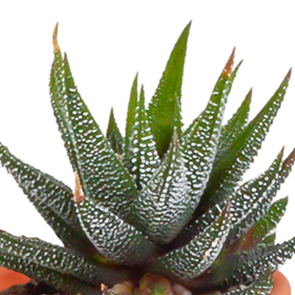 Cactus en vetplanten mix 5.5 cm | 15 stuks - in Mexicaanse pot