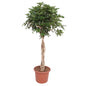 Schefflera Arboricola Compacta gevlochten stam - 180 cm - ø45