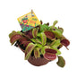 Dionaea Muscipula - Ø12cm - ↕12cm