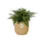Asplenium Parvati in ELHO Vibes Fold 14cm geel