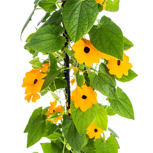 Thunbergia alata Sunny Susy New Orange Ø13 cm - ↕60 cm