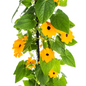 Thunbergia alata Sunny Susy New Orange Ø13 cm - ↕60 cm