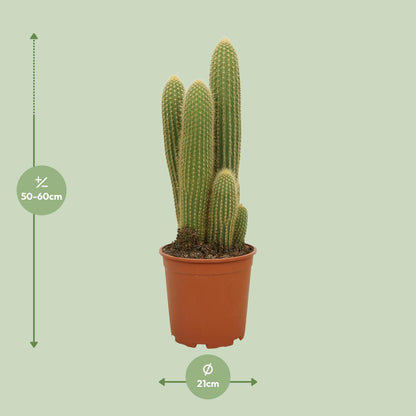 Vatricania Guentheri - Ø21cm - ↕55cm