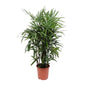 Rhapis Excelsa - Ø27cm - ↕120cm