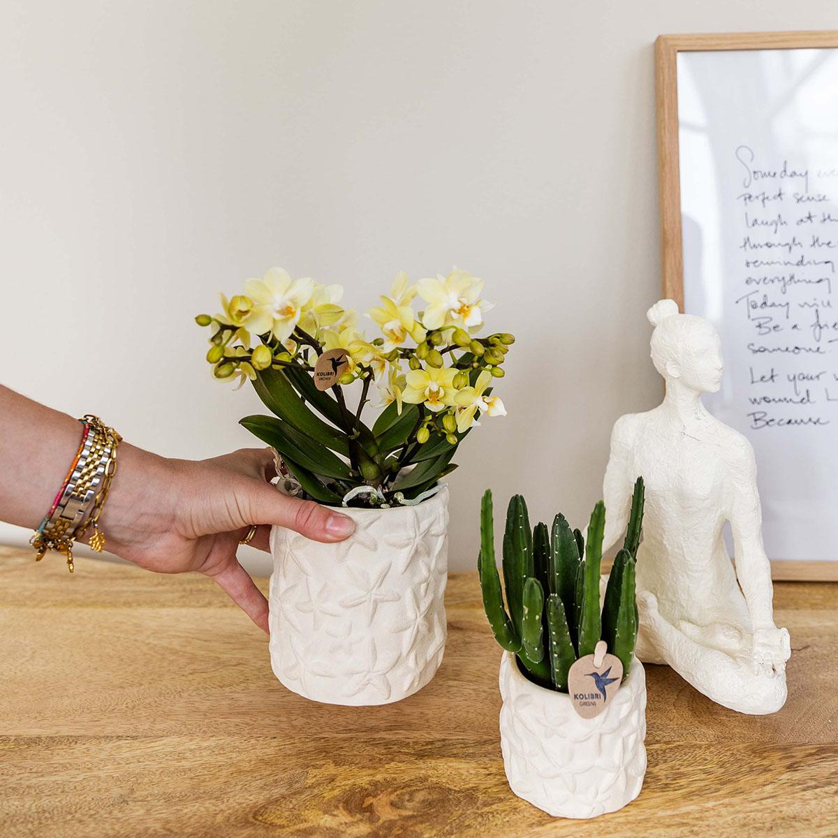 Kolibri Home | Star Fish sierpot - Off White - Ø9cm