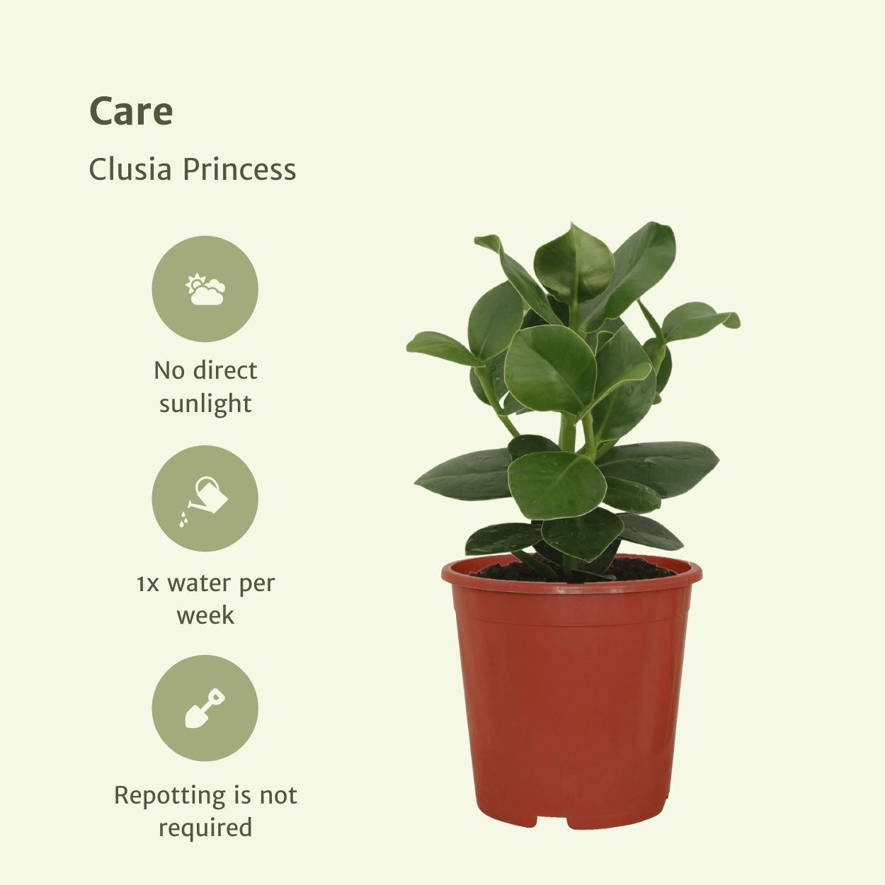 Clusia Princess (Handtekeningboom) - 2 stuks - Ø12cm - ↕15cm