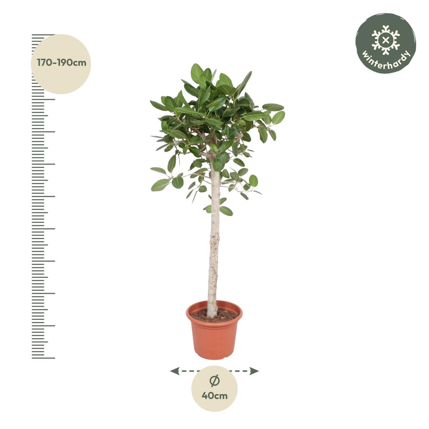 Ficus Benghalensis boom - 190 cm - ø40