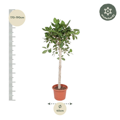 Ficus Benghalensis boom - 190 cm - ø40
