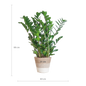 Zamioculcas Zamiifolia met Mand Lissabon wit  - 80cm - Ø21