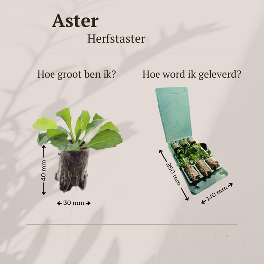 Aster – 6 Pluggen | Zelf Kweken & Genieten van een Kleurrijke Najaarstuin!