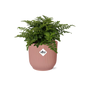 Asplenium Parvati in ELHO Vibes Fold 14cm roze