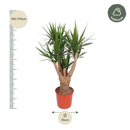 Yucca Elephantipes vertakt - 160 cm - ø32