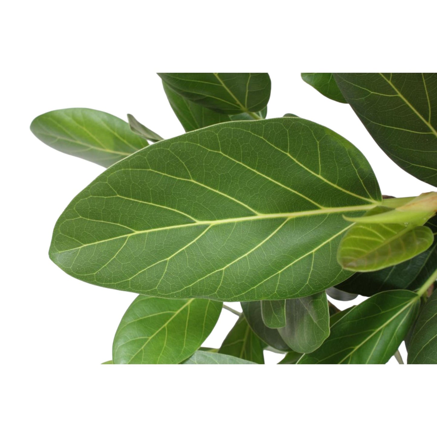 Ficus Benghalensis boom - 190 cm - ø40