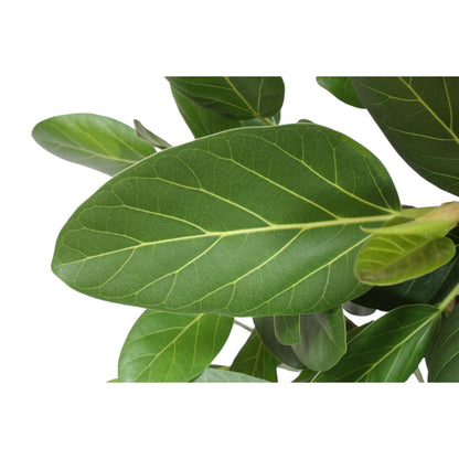 Ficus Benghalensis boom - 190 cm - ø40