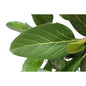 Ficus Benghalensis boom - 190 cm - ø40