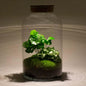 DIY terrarium - Milky Coffea met lamp - ↕ 31 cm - Rake + Shovel + Tweezer
