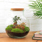 DIY terrarium - Teddy bonsai - ↕ 26,5 cm - Rake + Shovel