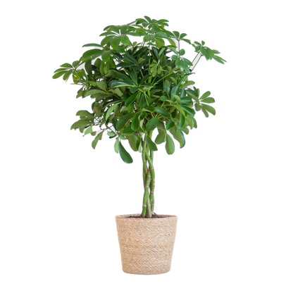Schefflera Arab Nora met Mand Sofia naturel  - 70cm - Ø21