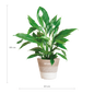 Spathiphyllum met Mand Lissabon wit - 80cm - Ø21