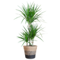 Dracaena Marginata met Lissabon mand zwart - 95cm - Ø21