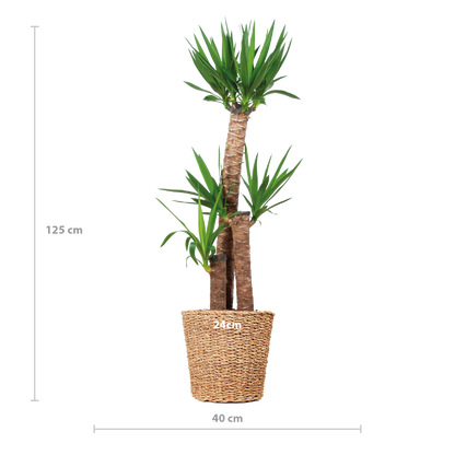 Yucca XL met Torun mand - 125cm - Ø24