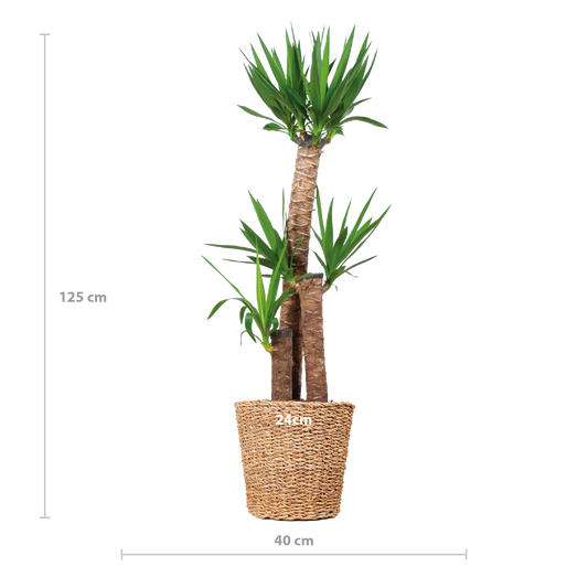 Yucca XL met Torun mand - 125cm - Ø24