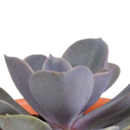 Cactus en vetplanten mix 5.5 cm | 15 stuks - in Mexicaanse pot