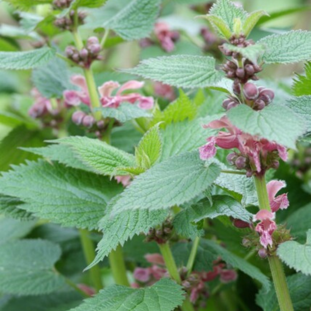 Lamium – 6 Pluggen | Kweek & Geniet van een Prachtige Bodembedekker