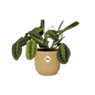 Maranta Leuconeura ‘Fascinator’ Tricolor in ELHO Vibes Fold 14cm geel