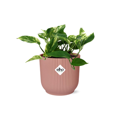 Scindapsus (Epipremnum) Marble Queen in ELHO Vibes Fold 14cm roze