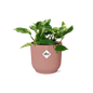 Scindapsus (Epipremnum) Marble Queen in ELHO Vibes Fold 14cm roze