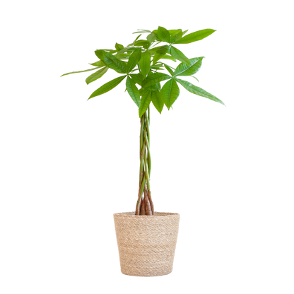 Pachira Aquatica met Sofia mand naturel - 80cm - Ø21