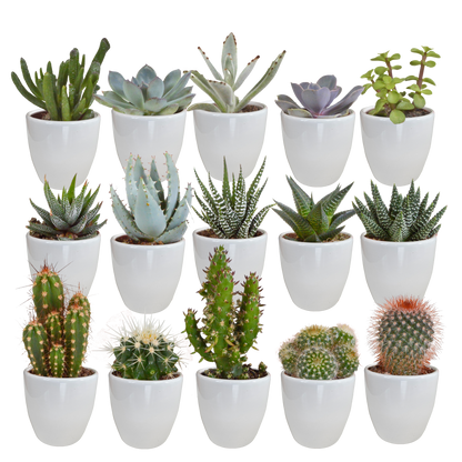 Cactus en vetplanten mix 5.5 cm | 15 stuks - in witte pot