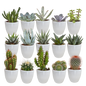 Cactus en vetplanten mix 5.5 cm | 15 stuks - in witte pot
