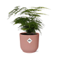 Asparagus Setaceus ‘Plumosus’ in ELHO Vibes Fold 14cm roze